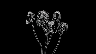 Flowers drawing graphic design illustration