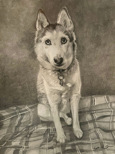 Husky on Plaid Blanket dog drawing fine art pet portrait