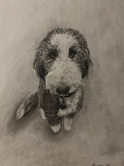 Pup Portrait drawing fine art