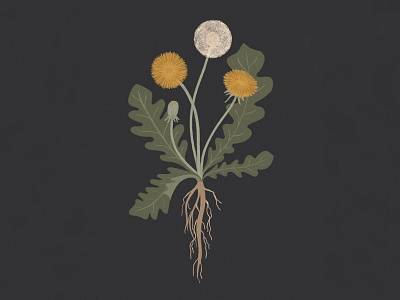 D A N D E L I O N botanical dandelion flower illustration leaves procreate roots texture