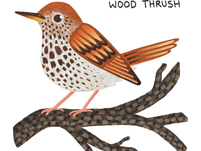 Wood Thrush animal illustration animals bird bird art birds colorful cute digital art digital illustration illustration nature nature art nature illustration procreate procreate art textured wildlife wildlife illustration wood thrush woodland