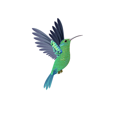 Bird Flying animation motion graphics
