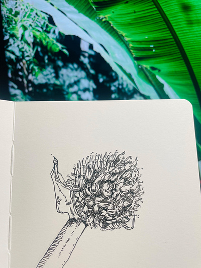 Flowing onion flower illustration sketch