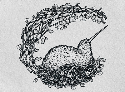 Kiwi bird draw fruit illustration kiwi monochrome nest plant print vector vintage