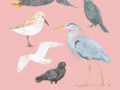 Avian Array: A Celebration of Shorebirds avian art bird art print bird fieldguide bird illustration bird lover gift bird species art bird watchers art black oystercatcher painting coastal bird art educational bird art feather detail art great blue heron artwork mew gull sketch nature illustration ornithology art shorebirds tufted puffin art western sandpiper drawing wildlife art