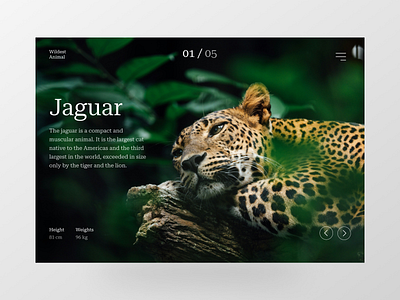 Wild Animals animal big cat cat forest jaguar jungle magazine ui ux wild