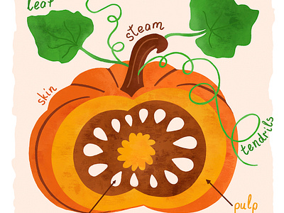 Pumpkin anatomy. Activity book. Non - fiction children children illustration cute cute vegatable funny funny veg hand drawn illustration kids education kids poster non fiction picture book print pumpkin watercolor