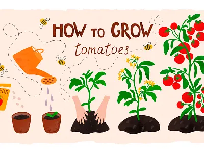 How to grow tomatoes diagram for kids. children poster cute diagram educational gardening hand drawn how to grow vegetables illustration non fiction print tomatoes vegetables watercolor