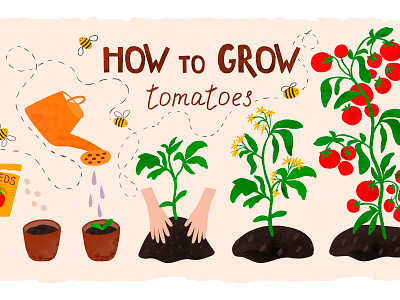 How to grow tomatoes diagram for kids. children poster cute diagram educational gardening hand drawn how to grow vegetables illustration non fiction print tomatoes vegetables watercolor