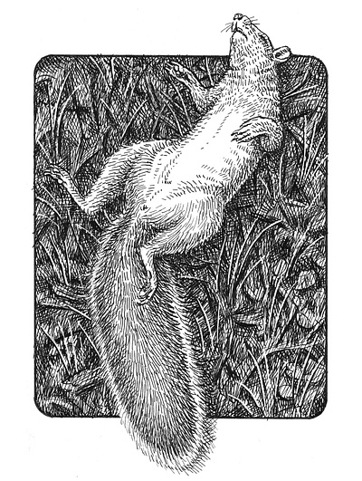 The Fall animals art artist artwork drawing hand drawn illustration ink nature squirrel