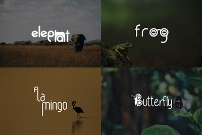 ANIMALOGO DESIGNS - 🐘🐸🦩🦋 animal butterfly design designer elephant flamingo frog graphic graphic design graphic designer logo
