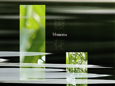 Blossoms color design graphic illustration inspiration shape visual