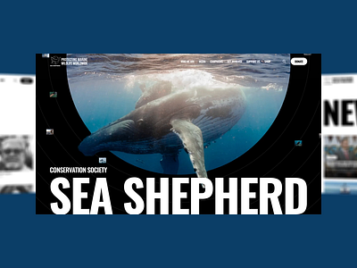 Sea Shepherd / Corporate website animation design ui ux web