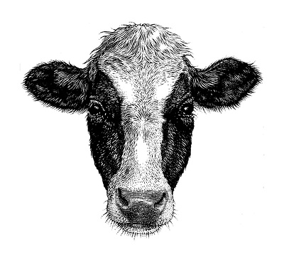 Cow animal animal cow black and white cow engraving illustration scratchboard woodcut