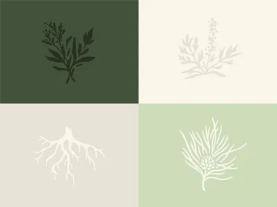 Meadowsweet - Custom Illustrations branch brand brandidentitydesign branding customillustrations illustrations meadowsweet midwife midwifebranding mugwort pinebranch redpine taproot website websitedesign