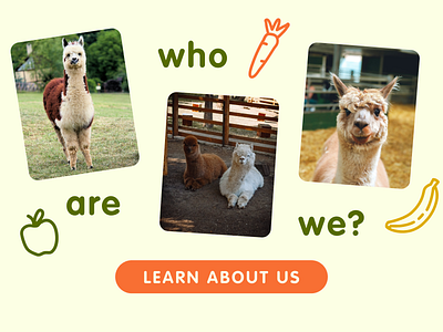 Section for an alpaca farm website about branding graphic design layout squarespace webdesign