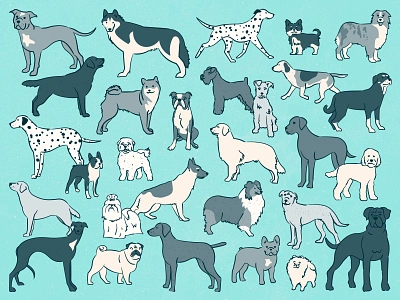 Whimsical Dog Breed Guide Illustrations boston terrier branding dalmatian dogs feminine food french bulldog german shepherd golden retriever greyhound hand drawn illustration insurance line work mutt pets pug siberian husky vintage