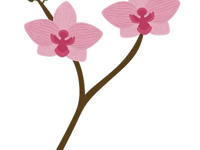 Orchids illustration orchids pink orchid