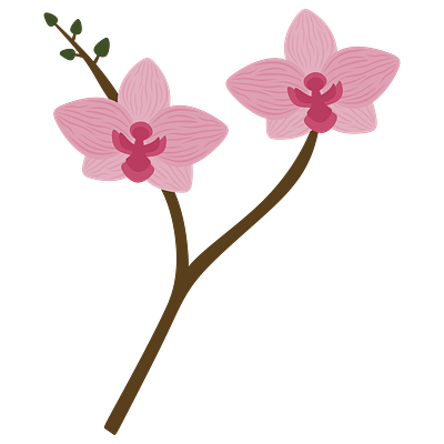 Orchids illustration orchids pink orchid