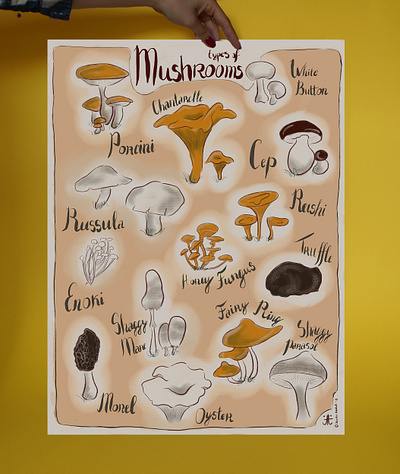 Types of Mushrooms - Illustration design graphic design illustration