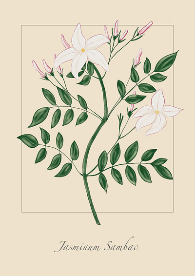 Plant Illustration posters botanical design graphic design illustration