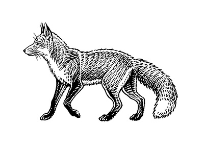 Fox engraving etching hatching illustration linocut woodcut