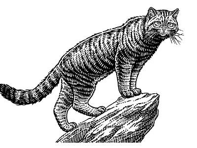 Wild cat animalistic black and white cat cyclopedia drawing encyclopedia engraving etching illustration monochrome printmaking retro vintage wildlife