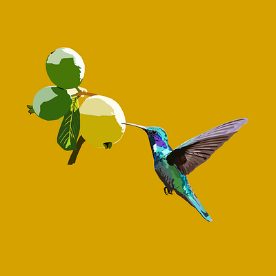 Hummingbird adobe illustrator art digital art hummingbird illustration nature vector