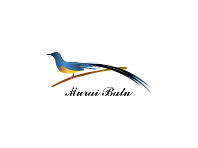 Murai-Batu asia asian bird colourful indonesia