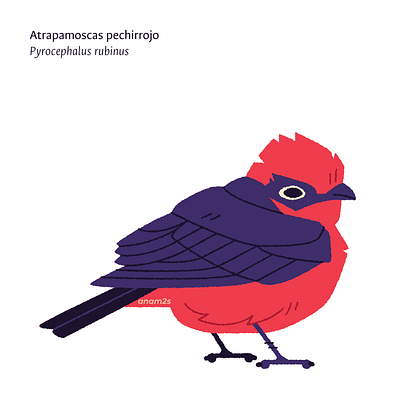 Aves de la Universidad Nacional de Colombia, sede Bogotá graphic design illustration vector