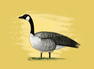 Canadian Goose on the Loose bird bird drawing bird illustration canada canada goose canadian goose digital illustration digital sketch feather geese gesture drawing goose grass large bird license procreate sketch sketchbook play spring yellow