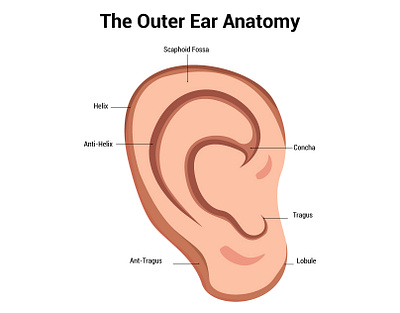 Outer Ear Anatomy ​​​​​​​Science Diagram Vector Illustration ear illustration graphic design illustration outer ear anatomy science diagram vector illustration