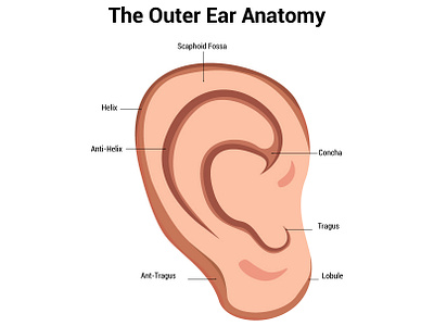 Outer Ear Anatomy ​​​​​​​Science Diagram Vector Illustration ear illustration graphic design illustration outer ear anatomy science diagram vector illustration