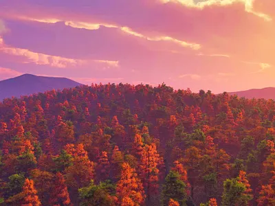 Forest Scenery 3d environment 3d nature environment design forest forest design forest landscape forest scene forest scenery landscape design magical forest mountains mystic land mystical forest nature pine pine tree tree vue