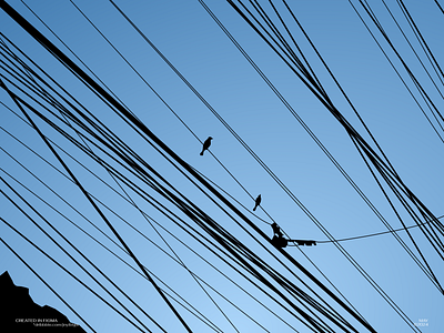 High-Wire Hangout abstract birds flock friends graphic design illustration realistic