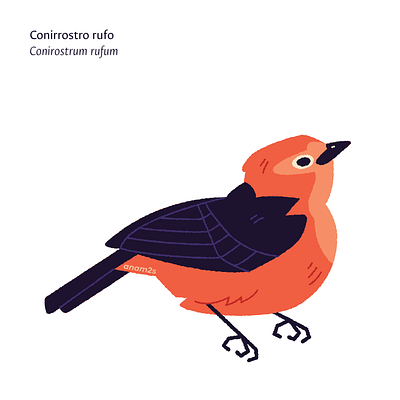 Conirrostro rufo (Conirostrum rufum) graphic design ilustration vector