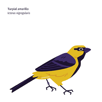 Turpial amarillo (Icterus nigrogularis) graphic design illustration vector