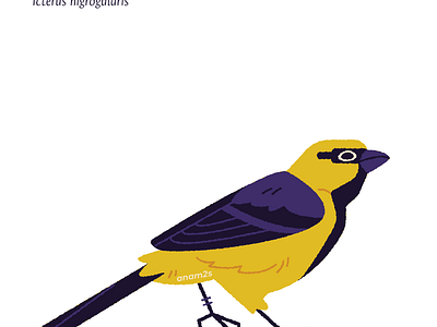 Turpial amarillo (Icterus nigrogularis) graphic design illustration vector