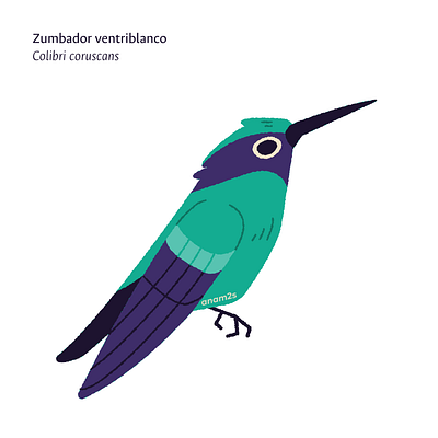 Colibrí chillón (Colibri coruscans) graphic design illustration vector