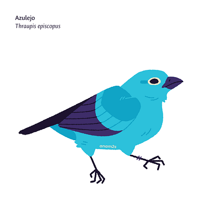 Azulejo (Thraupis episcopus) graphic design illustration vector