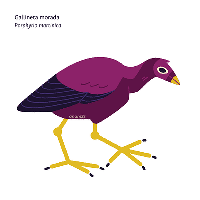 Gallineta morada (Porphyrio martinica) graphic design illustration vector