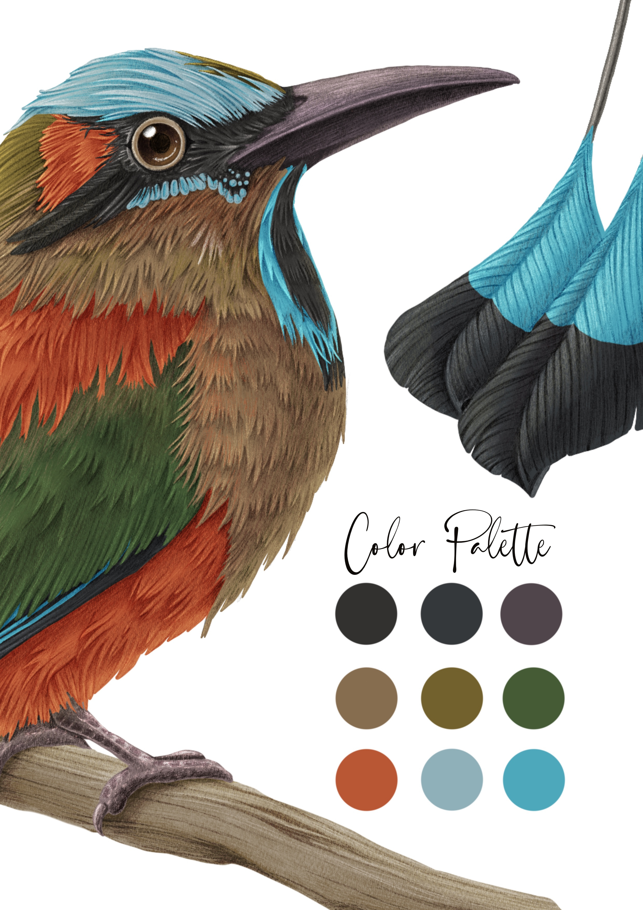 Eumomota Superciliosa. Naturalistic illustration. bird illustration design digital illustration graphic design illustration naturalistic illustration pencils procreate realistic illustration tropical bird watercolor illustration