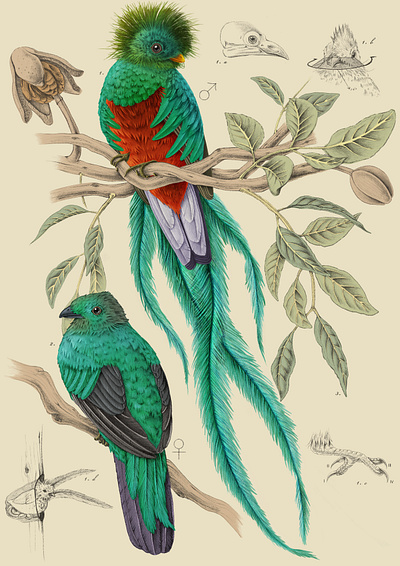 Resplendent Quetzal, Premio Illustraciencia11. bird illustration digital illustration illustration naturalistic illustration pencils poster procreate scientific illustration tropical bird