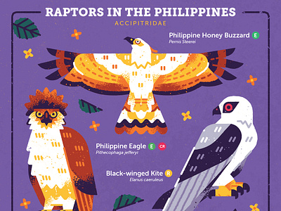 Raptors in the Philippines animation biodiversity birdwatching branding eagle environment fauna geometric illustration illustration illustrator philippines raptors sining vector wildlife