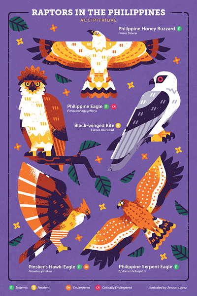 Raptors in the Philippines animation biodiversity birdwatching branding eagle environment fauna geometric illustration illustration illustrator philippines raptors sining vector wildlife