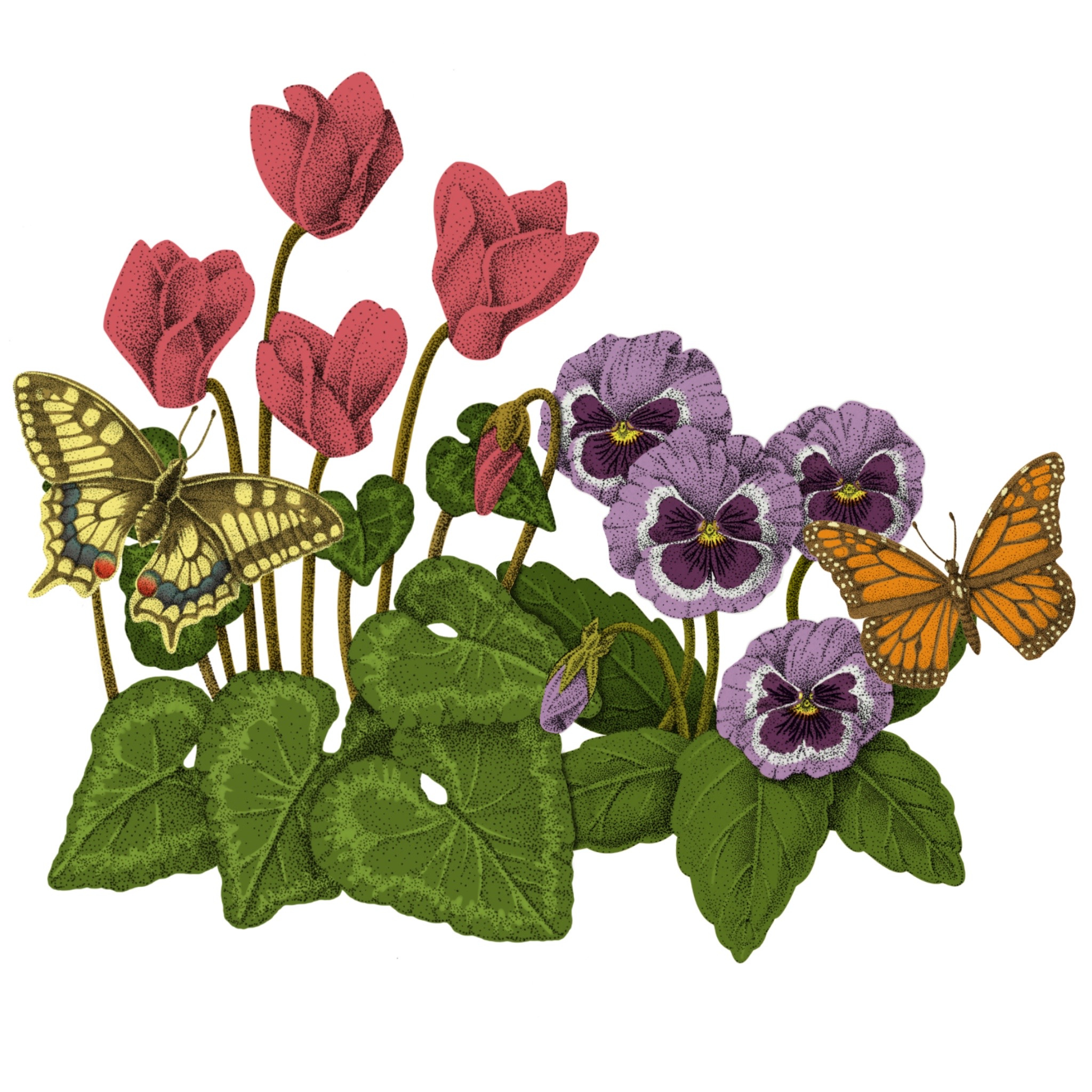 Pointillism Illustrations. botanical illustration butterfly illustration composition cyclamen design digital illustration floral illustration flower illustration illustration ink naturalistic illustration pencils pointillism illustration procreate