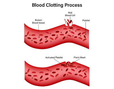 Blood Clotting Process Science Diagram Illustration plug vector