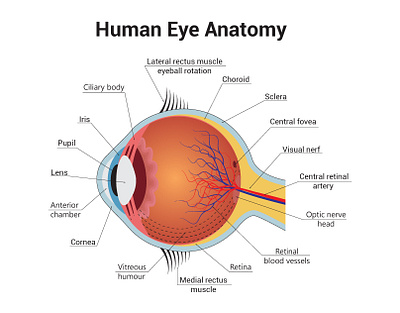 Human Eye Anatomy Science Diagram Vector Illustration body