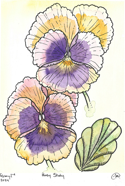 Pansy Study botanical foliage illustration watercolor watercolour