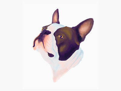 Rio, the dog boston terrier digital art dog illustration ipad portrait procreate puppy
